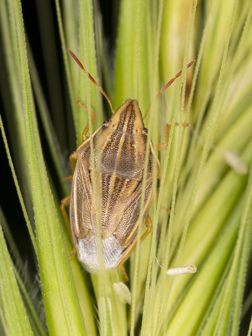 Aelia rostrata?